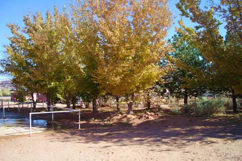 Trees Around the Old Spanish Trail Arena